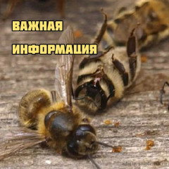 информация о недопущении гибели пчёл - фото - 1